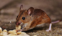termite-baiting-systems Experts in N Yarmouth